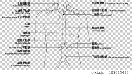 首から腰までのシンプルな大動脈概略図 首から腰までのシンプルな大動脈概略図 105615432