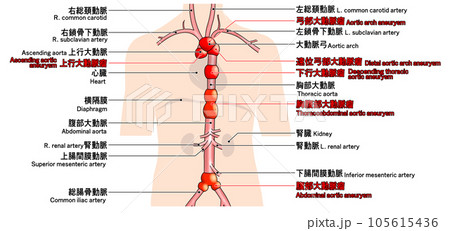 首から腰までのシンプルな大動脈概略図 105615436