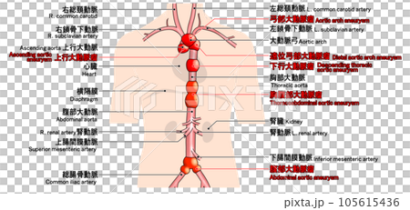 首から腰までのシンプルな大動脈概略図 105615436