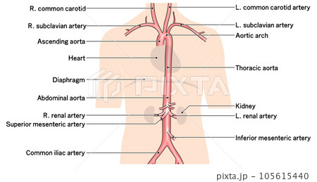 首から腰までのシンプルな大動脈概略図 105615440