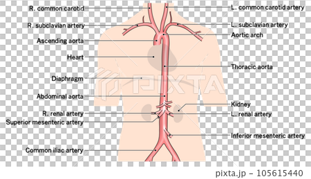 首から腰までのシンプルな大動脈概略図 105615440