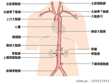 首から腰までのシンプルな大動脈概略図のイラスト素材