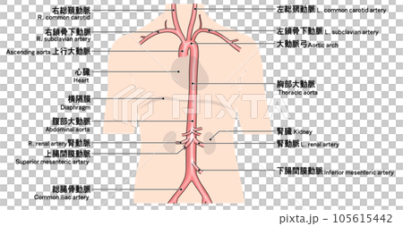 從頸部到腰部的簡單主動脈示意圖 從頸部到腰部的簡單主動脈示意圖 105615442