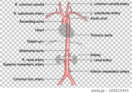 Simple aorta schematic from neck to waist - Stock