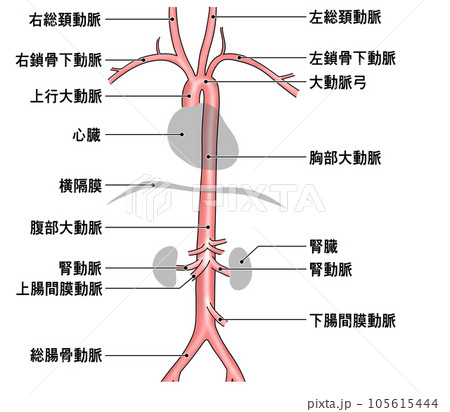 首から腰までのシンプルな大動脈概略図 首から腰までのシンプルな大動脈概略図 105615444
