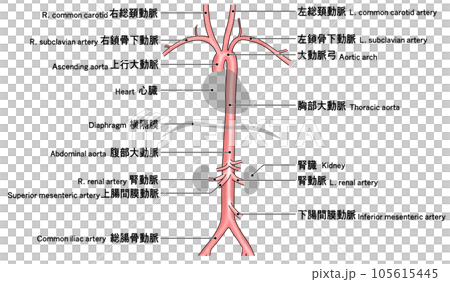 從頸部到腰部的簡單主動脈示意圖 105615445