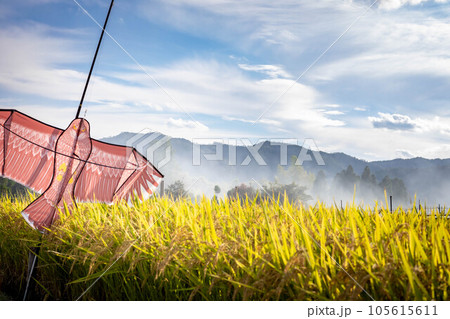 京都の秋、野焼きの煙たなびく嵯峨野の田園風景、秋の実りを守る鳥よけの凧と黄金の稲穂 京都の秋、野焼きの煙たなびく嵯峨野の田園風景、秋の実りを守る鳥よけの凧と黄金の稲穂 105615611