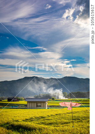 京都の秋、野焼きの煙たなびく嵯峨野の田園風景、秋の実りを守る鳥よけの凧と黄金の稲穂 京都の秋、野焼きの煙たなびく嵯峨野の田園風景、秋の実りを守る鳥よけの凧と黄金の稲穂 105615617