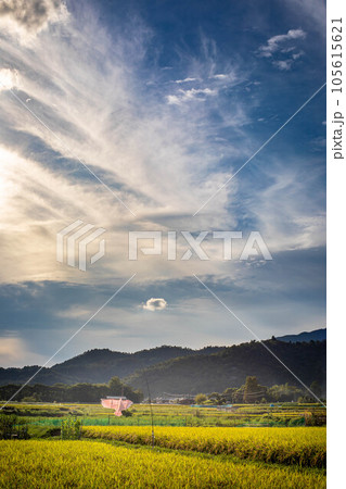 京都の秋、野焼きの煙たなびく嵯峨野の田園風景、秋の実りを守る鳥よけの凧と黄金の稲穂 京都の秋、野焼きの煙たなびく嵯峨野の田園風景、秋の実りを守る鳥よけの凧と黄金の稲穂 105615621
