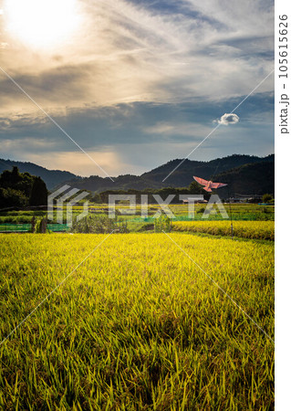 京都の秋、野焼きの煙たなびく嵯峨野の田園風景、秋の実りを守る鳥よけの凧と黄金の稲穂 105615626
