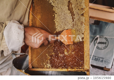 Extracting honey from honeycomb concept. Close up view of beekeeper cutting wax lids with hot knife from honeycomb for honey extraction. 105615980