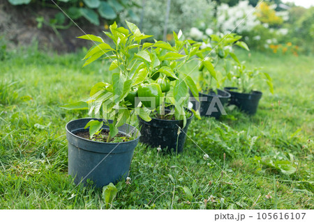 Young green pepper growing plant in black flower pots outdoors. Gardening, growing vegetables at home. Young green pepper growing plant in black flower pots outdoors. Gardening, growing vegetables at home. 105616107