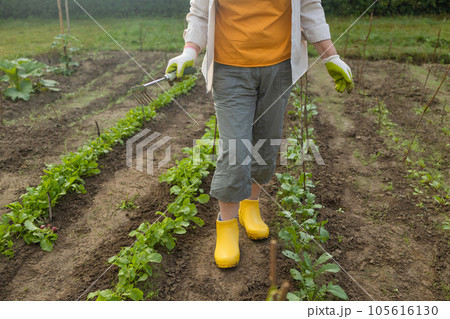 Gardener's hands working with a small green handle rakes loosening the soil on a flower bed 105616130