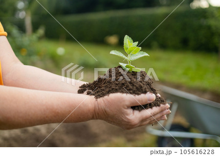 closeup hand of person holding abundance soil with young plant. Concept green world earth day. Hand of farmer inspecting soil health before planting in organic farm closeup hand of person holding abundance soil with young plant. Concept green world earth day. Hand of farmer inspecting soil health before planting in organic farm 105616228