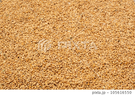 Wheat grains close up. Top view. Full frame, blur and selective focus Wheat grains close up. Top view. Full frame, blur and selective focus 105616550