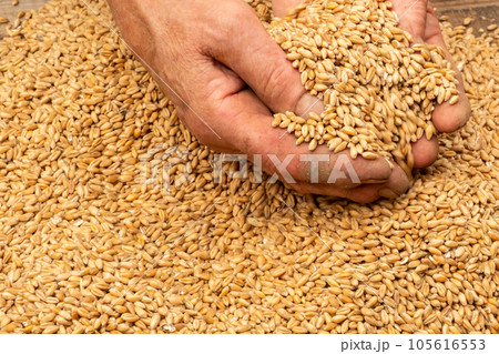 hands of an elderly woman faceless hold grains of wheat close-up. Farm hands of an elderly woman faceless hold grains of wheat close-up. Farm 105616553