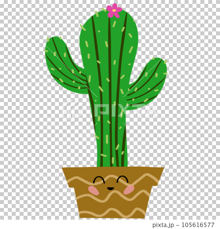cactus cactus 105616577