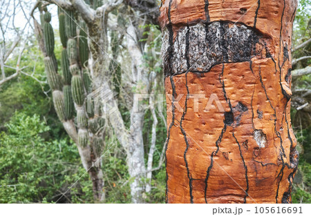 Close up picture of giant opuntia trunk (opuntia galapageia), selective focus, Galapagos Islands, Ecuador. Close up picture of giant opuntia trunk (opuntia galapageia), selective focus, Galapagos Islands, Ecuador. 105616691
