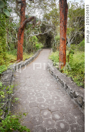 Trail by giant opuntias (Opuntia galapageia) on Santa Cruz Island, Galapagos National Park, Ecuador. 105616693