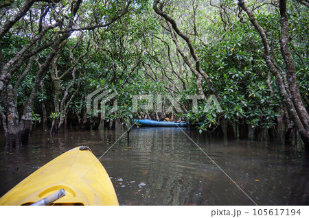 カヌーで行く世界遺産 奄美大島のマングロ 奄美大島のマングローブ原生林, 奄美市, 鹿児島県, 日本 カヌーで行く世界遺産 奄美大島のマングロ 奄美大島のマングローブ原生林, 奄美市, 鹿児島県, 日本 105617194