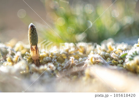 霜の降りたツクシ 霜の降りたツクシ 105618420