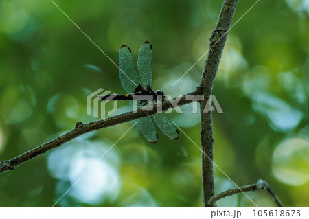 枝にとまるトンボ 105618673