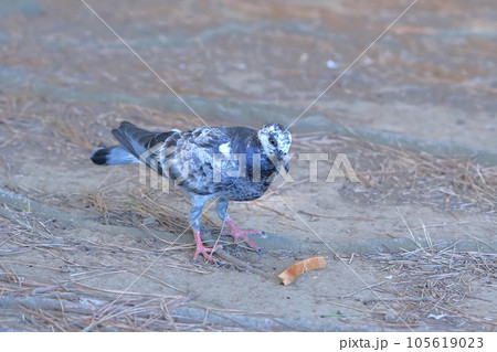 目の前に止まった可愛いくて綺麗な鳩 105619023
