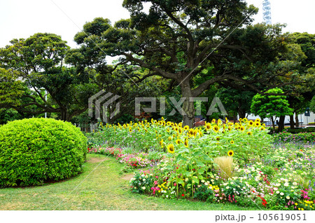 山下公園 花壇 山下公園 花壇 105619051