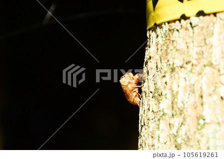 山田池公園 105619261