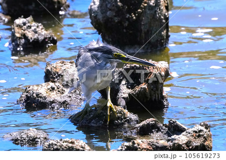 ゴイサギ 105619273