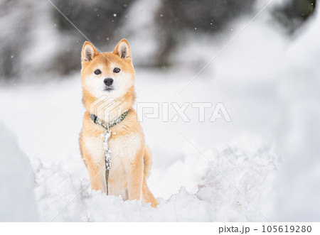 雪の中でたたずむ柴犬　柴犬茜　かわいい柴犬　雪と柴犬 105619280
