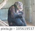 考えるチンパンジー 105619537