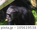考えるチンパンジー 105619538