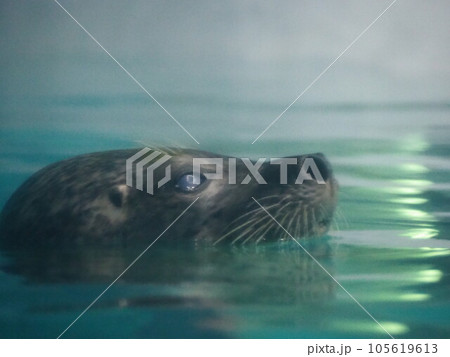 未来を見るアザラシ 105619613