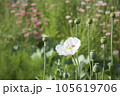 ケシの花 105619706