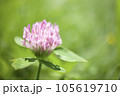 レッドクローバー 105619710
