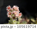 ヤネバンダイソウの花 105619714