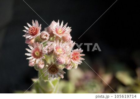 ヤネバンダイソウの花 ヤネバンダイソウの花 105619714