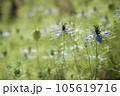 ニゲラ (Love-in-a-mist) 105619716
