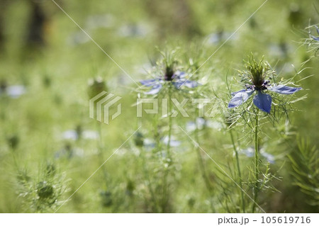 ニゲラ (Love-in-a-mist) ニゲラ (Love-in-a-mist) 105619716