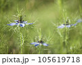 ニゲラ (Love-in-a-mist) 105619718