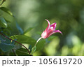 クレマチス　ベル型 105619720