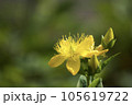 セイヨウオトギリソウ 105619722