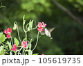 ハチドリ 105619735
