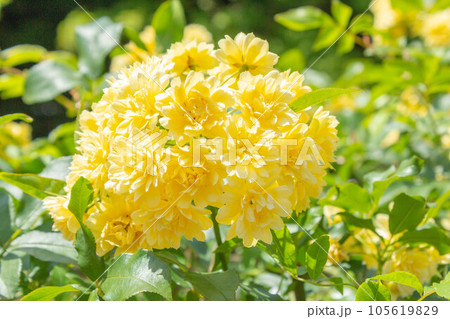 バラ【品種：黄木香】 105619829