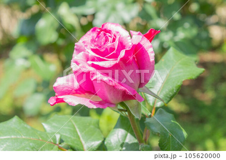 バラ【品種：ムーン・シャドウ】 105620000