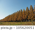メタセコイアの並木　秋A 105620051