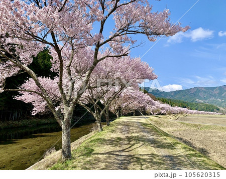 満開の桜並木(コヒガンザクラ)が新緑と青空に映える〈清水地区名倉川沿い/愛知県北設楽郡〉 満開の桜並木(コヒガンザクラ)が新緑と青空に映える〈清水地区名倉川沿い/愛知県北設楽郡〉 105620315