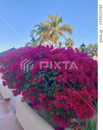 メキシコ旅行南国のお花 メキシコ旅行南国のお花 105620392