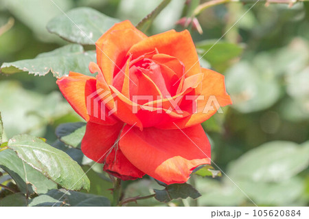 バラ【品種：朱王】 105620884